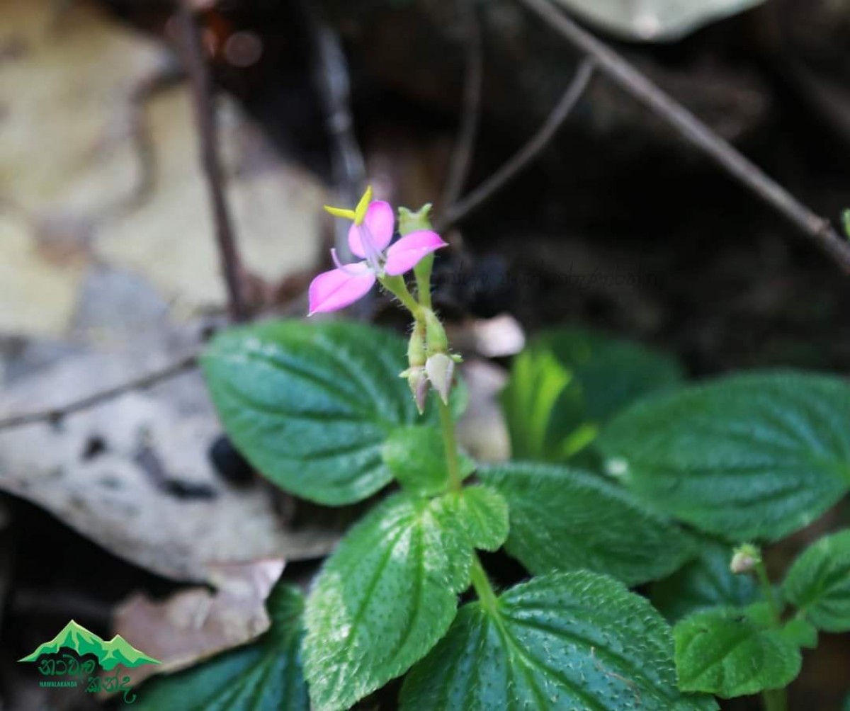 Sonerila pedunculosa Thwaites